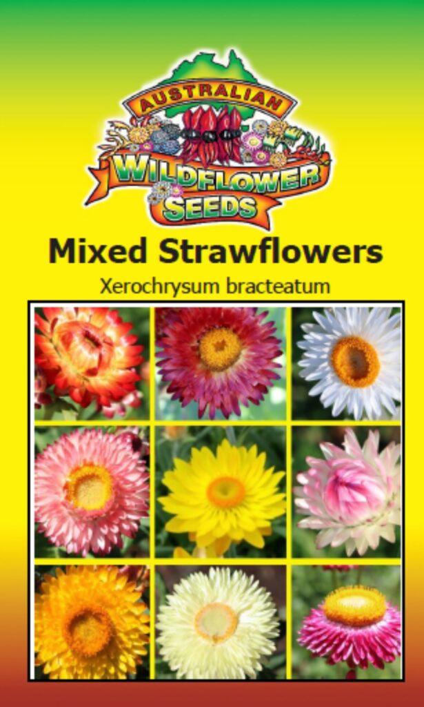 Mixed Strawflowers Australian Wildflower Seeds