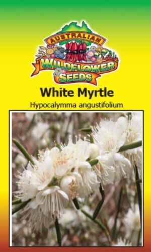 White Myrtle