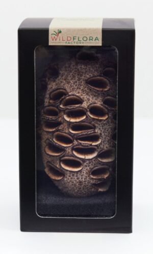 Wildflora Pods - Bush Collection - Gift Boxed Banksia grandis small pod (cone)