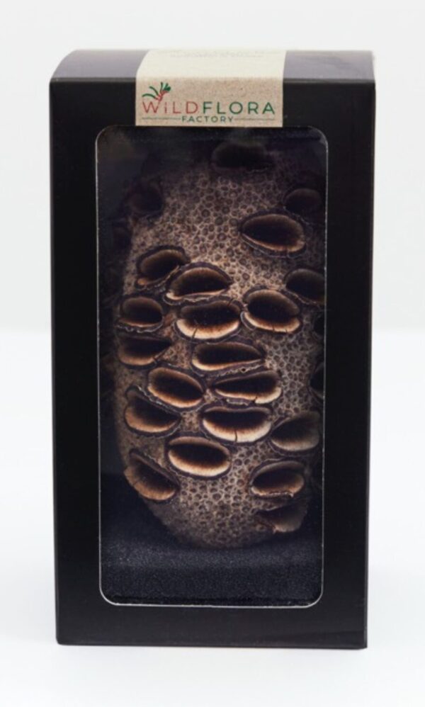 Wildflora Pods - Bush Collection - Gift Boxed Banksia grandis small pod (cone)