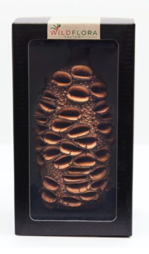 Wildflora Pod - Bush Collection - Gift Boxed Banksia grandis medium pod (cone)
