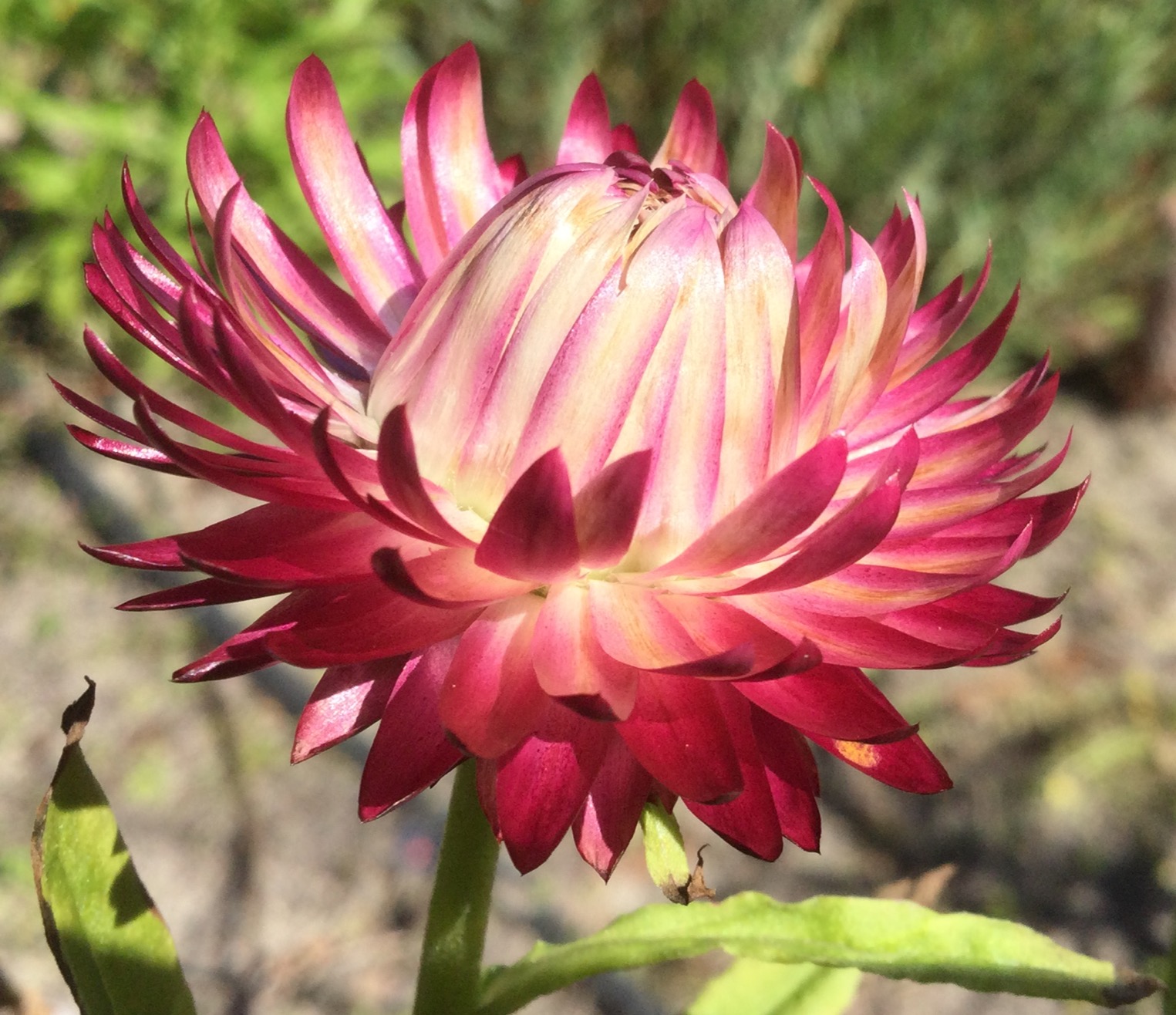 Australian Wildflower Seeds